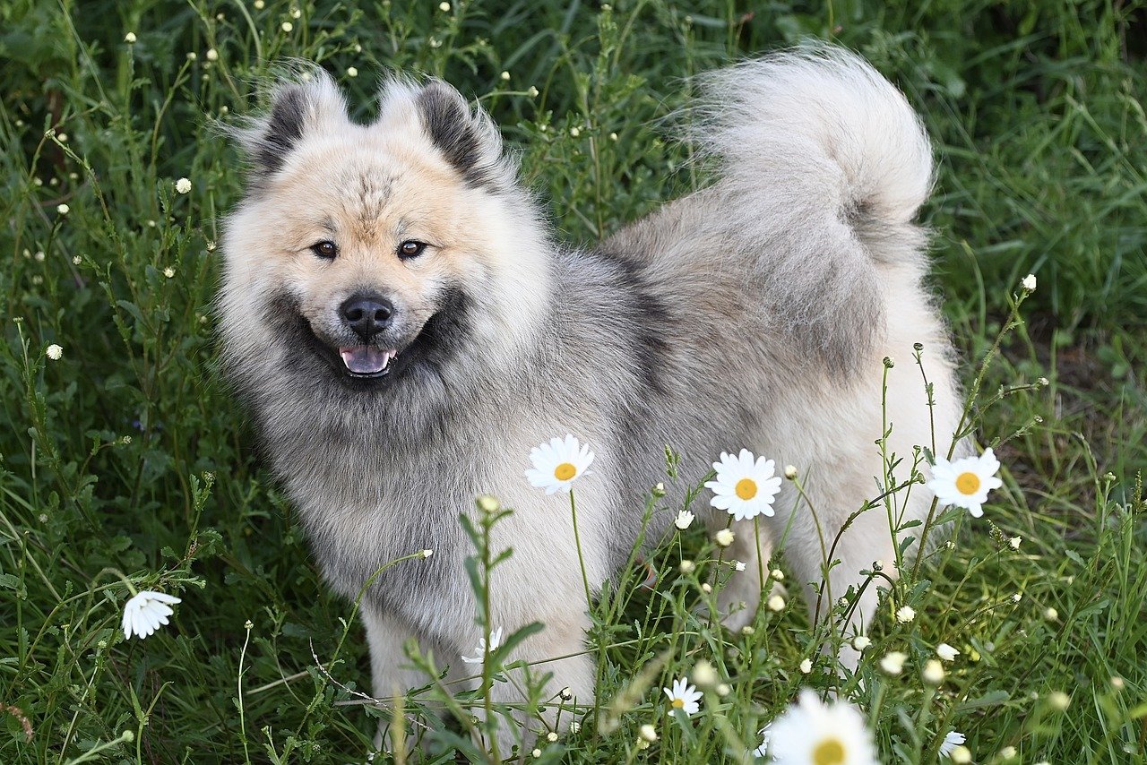 The Importance of Grooming for Show Dogs